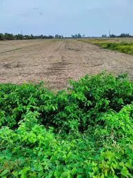 Đất mặt tiền ql phụng hiệp phù hợp làm dự án nhỏ