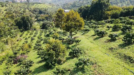 Bán 9,4 sào đất vườn siêu đẹp thôn 8 lộc thành, bảo lâm, sẵn caphe, trái cây, có ao và suối