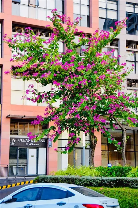 Căn 2pn 1wc giá 6, x tỷ the sun avenue view sông sẵn hđ thuê 15tr/1 tháng