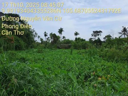 Bán đất tại nguyễn văn cừ, thị trấn phong điền, cần thơ, 3.180 m2, 10 tỷ 800 triệu