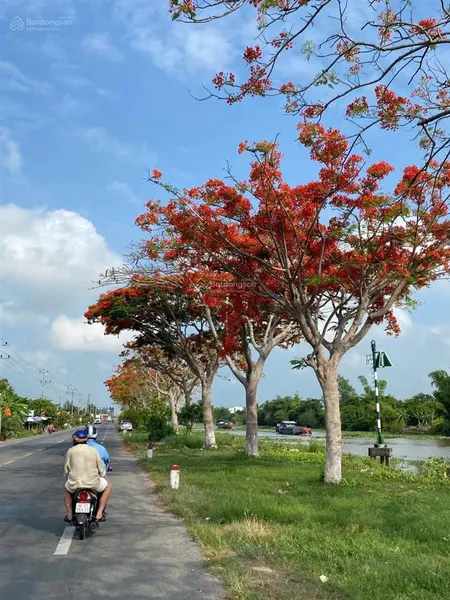 Đất mặt tiền ql80 view sông hàng cây phượng dt 6x33 giá 1ty2