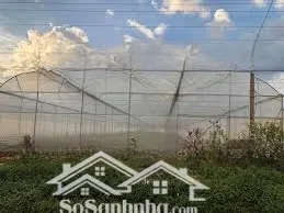 Cho Thuê đất Trồng Cây Là Hoàn Thiện đầu Tư Nhà Kính Tại Lâm đồng