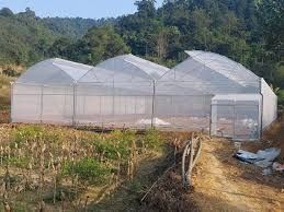Chính chủ cho thuê đất trồng cây, có đầu tư nhà kính diện tích 11.000m2