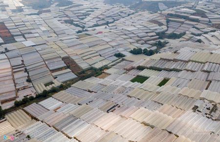 Cho thuê đất trồng cây là hoàn thiện đầu tư nhà kính tại Lâm Đồng