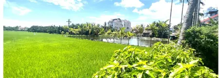 Bán đất view lúa hội an 548,6m² pháp lý rõ .