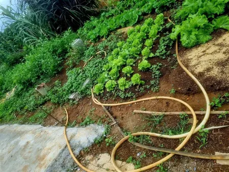6 triệu/m2, tôi chính chủ bán đất biệt thự trung tâm thành phố bảo lộc sổ hồng sẵn, 200m2 thổ cư