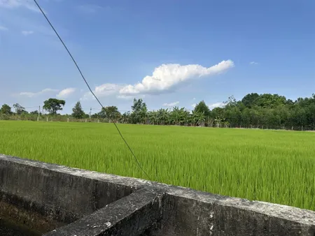 Bán đất tp hcm 11600 m2 view lúa giá rẻ