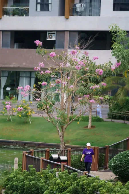 Trellia cove mizuki park lì xì 2 chỉ vàng, chiết khấu 14.5%