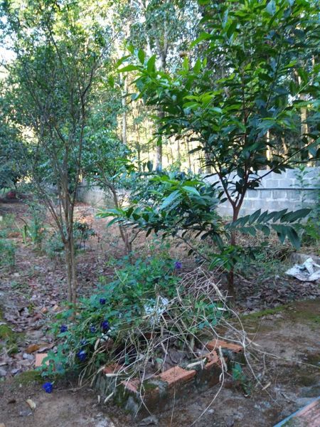 Chính chủ cho thuê nhà và vườn tại Đạ Hoai, Lâm Đồng giá chỉ 5tr/tháng
