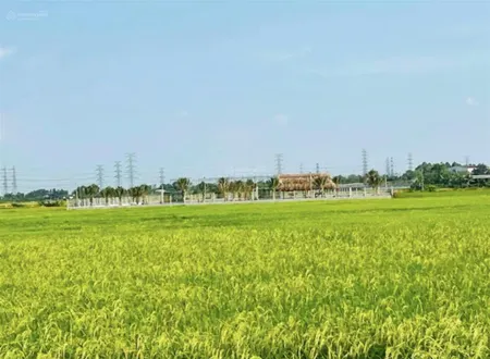 Kẹt tiền nên cần bán gấp 3.070m2 đất trồng lúa giá rẻ