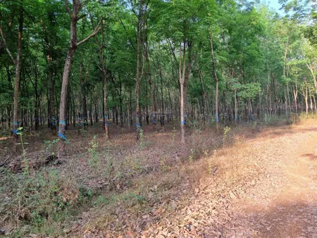 Hạ giá cho ace đầu tư 2,75 ha tại xã tân phước (cũ), đồng phú, bình phước đồng nai