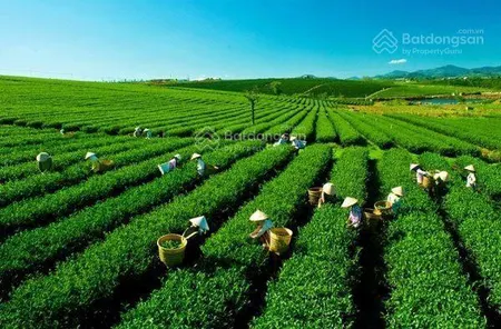 Xuất cảnh bán gấp bán đất khúc thừa dụ 7403m² 37 tỷ