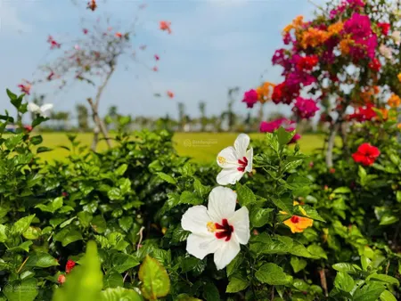 Nhà phố liền kề ubnd tỉnh tây ninh mới ôm trọn hồ thiên nga 8ha! duy nhất 1 căn đường thiên nga 8