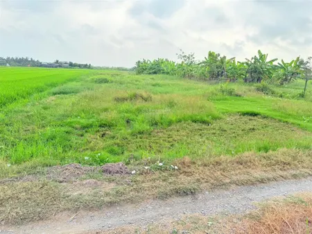 Bán 1000m2 đất lúa đường đá xanh cách đường nhựa cao thị mai 150m. vị trí khu phố bình hòa