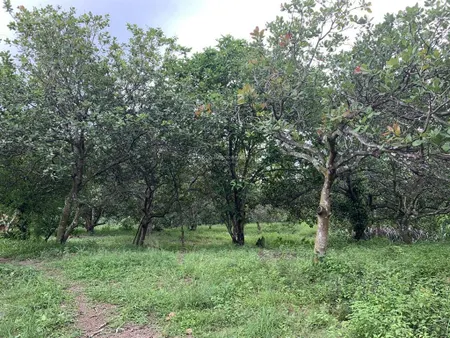 Bán đất vườn tại ấp gia ui, xuân tâm, huyện xuân lộc, 8,2 tỷ, 14967.4 m2, view đẹp, hot!