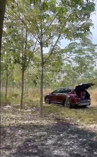 Chính chủ sang nhượng đất vườn 3 mặt tiền hiếu liêm có nhà yến mới xây, cao su 5 năm tuổi