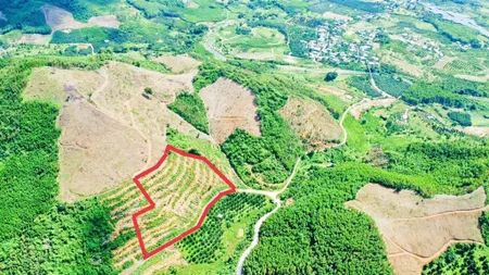 Mặt tiền bê tông ô tô khánh phú, bám bê tông dài gần 250m tặng 100 giống sầu riêng, giá 2 tỷ
