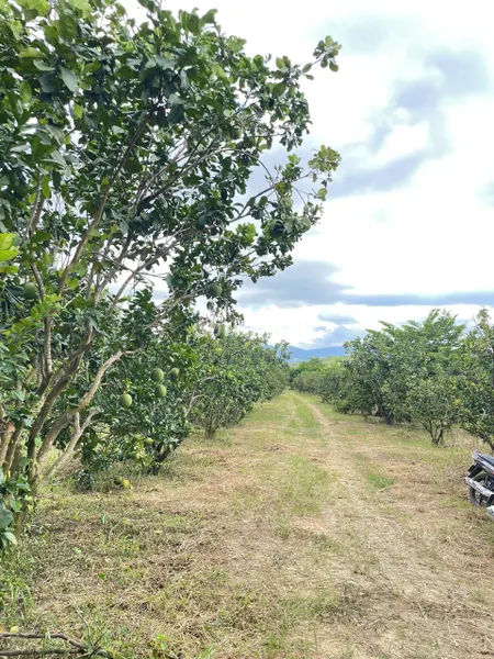 🌟Chính chủ cần bán lô đất full thổ cư thuộc thôn 1 - Diên Đồng - Diên Khánh  Diện tích: 176.4m2 đến 1200m2  Mặt tiền đường bê tông 6m, rào lưới , trụ, ranh giới rõ ràng , trên đất có trồng bưởi đã thu hoạch. Giá F0  Anh chị quan tâm lh