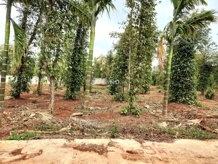 Lại là Thôn 86 Eatieu đây ạ - Diện tích: 5 x 30 Giá chốt 420