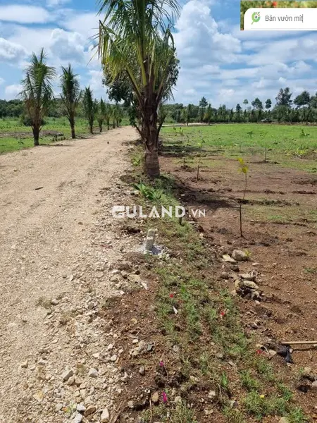 Sau trường tiểu học Lộc Ninh Dương Minh Châu thông ra Gò Dầu bán 1000m2 vườn mít 450 triệu