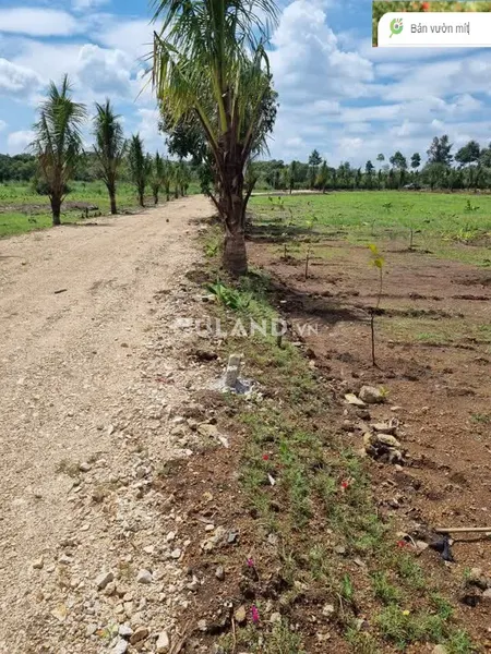 Sau trường tiểu học Lộc Ninh Dương Minh Châu thông ra Gò Dầu bán 1000m2 vườn mít 450 triệu
