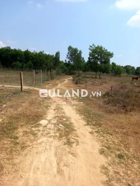 Thôn Nam, Ninh Tân, hơn 5000m2, có 24 thổ cư, bám đường 30m, còn lại Qh ONT+CLN
