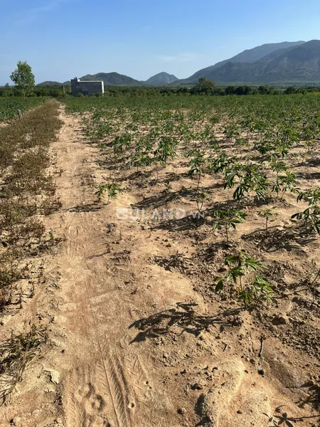 Bán đất mẫu gần hồ Sông Dinh