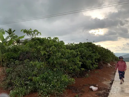 Bán  đất thổ cư 17000m² , giá 15.3 tỷ tại, Xã Phi Tô, Huyện Lâm Hà, Lâm Đồng