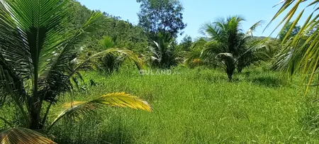 Đất vườn