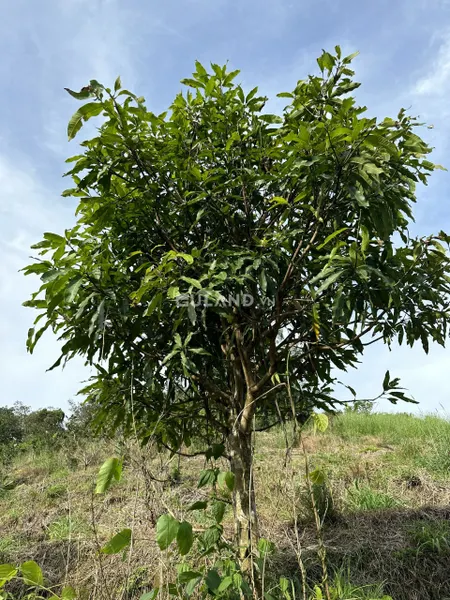 BÁN 4 LÔ LIỀN KỀ 88 TRIỆU/1 LÔ - TẠI TÂN THÀNH KRONG NÔ