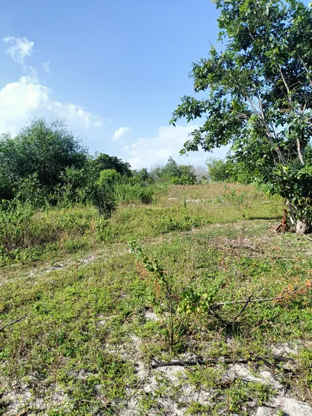 Bán đất nông nghiệp gần núi