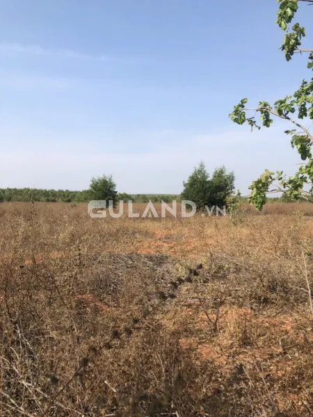 Bán đất nông nghiệp có diện tích lớn