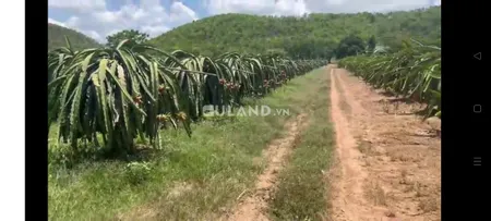 Bán 3 mẫu đất nông nghiệp gần cao tốc