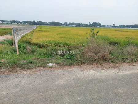 (S130) Đất đường Bưng Tràm, xã Tân Thạnh Tây, dt 650m2, chỉ 1 tỷ 500.