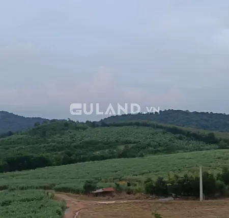 Bán đất nông nghiệp gần hầm chui cao tốc