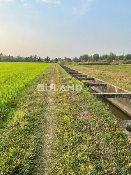 (L424) (Đã bán )  Đất Lúa 2 mặt tiền Kênh, xã Trung Lập Hạ, dt 2653m2, chỉ 2 tỷ 500.