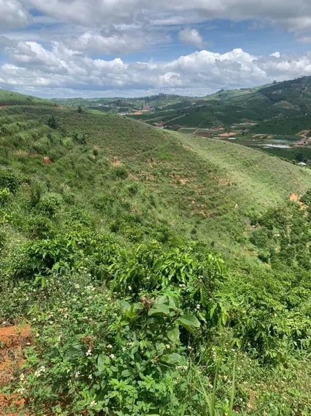 Bán  đất nông nghiệp 37000m² , giá 12 tỷ tại, Xã Phúc Thọ, Huyện Lâm Hà, Lâm Đồng