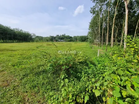 (B184) Đất mặt tiền rạch Thai Thai, xã Phú Mỹ Hưng, dt 4647m2, chỉ 9 tỷ 200
