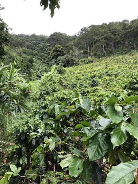 Bán  đất nông nghiệp 27000m² , giá 40.5 tỷ tại, Xã Xuân Trường, Thành phố Đà Lạt, Lâm Đồng