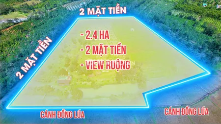 Có 330 cây sầu riêng trong đó có 30 cây 6 năm tuổi, 300 cây dừa xiêm lùn và 1000 cây cau Cách trung tâm TP Buôn Ma Thuột 24km