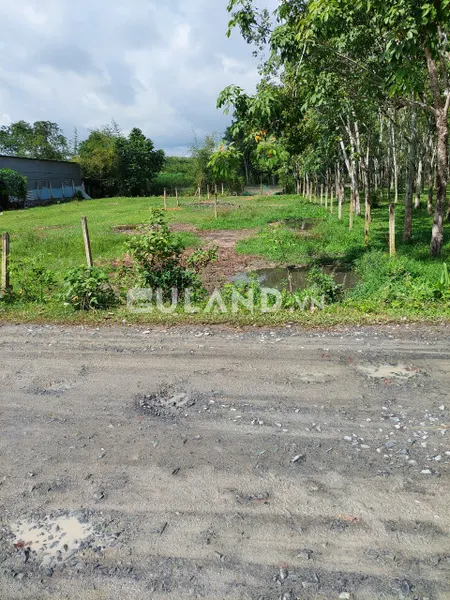 (S322) (Đã bán )  Đất 1/ Phú Thuận ( đường Cao Thị Đậu), dt 300m2, chỉ 2 tỷ 050