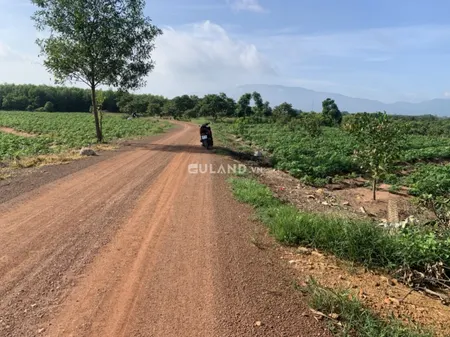 Bán đất mẫu phủ hồng, mặt tiền đường nhiều giá tốt