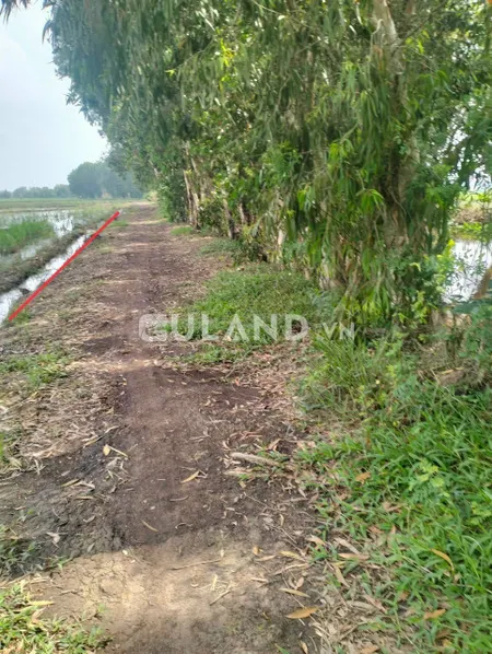 (S386) Đất lúa, mặt tiền Mương, xã Tân Thạnh Đông, dt 2093m2, chỉ 1 tỷ 780