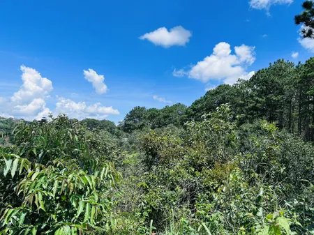 Bán  đất nông nghiệp 20000m² , giá 22 tỷ tại, Xã Xuân Thọ, Thành phố Đà Lạt, Lâm Đồng