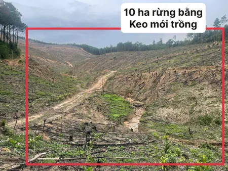 10ha RỪNG KEO BẰNG XĂM LÊ LỢI