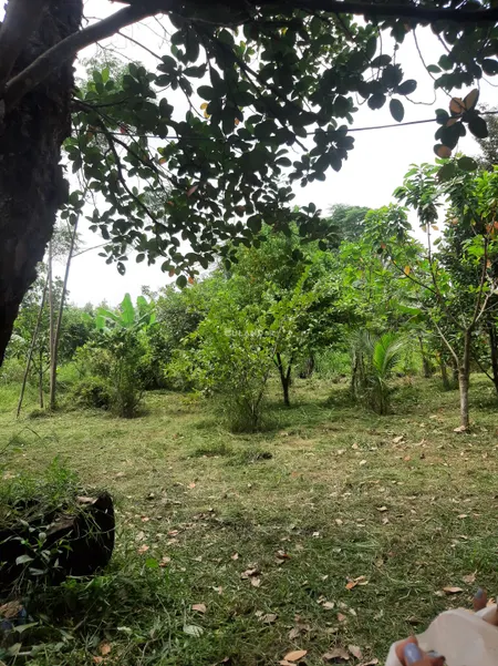 Thôn Bắc, Ninh Tân, 72x45, 140 thổ, có cắt bán lô nhỏ 30m ngang và 42m ngang