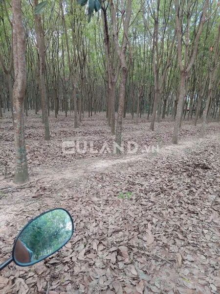 Bán bán  đất thổ cư 13041m² , giá 25 tỷ tại, Phường Chánh Phú Hòa, Thị xã Bến Cát, Bình Dương