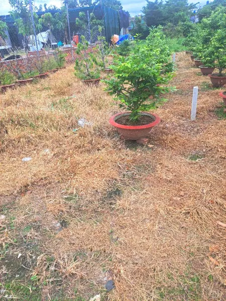 🔥 Giảm 200tr! Đất 182m², Đ.5m – Tân Thới Hiệp 21 Q12